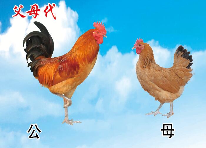 山東笨雞苗養(yǎng)殖